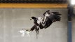 Dutch Police are training eagles to take out drones