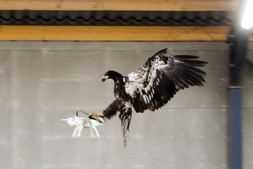 Dutch Police are training eagles to take out drones