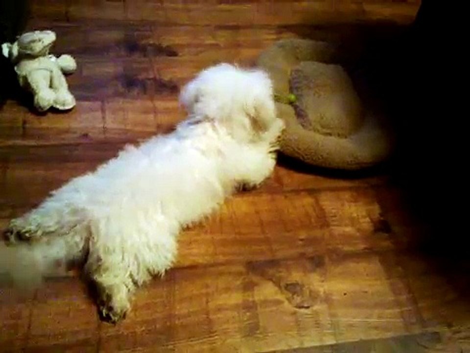 pOppy n the grape - Bichon Frise puppy