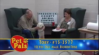 Meet TOBY a Bichon Frise currently available for adoption at Petango.com! 5/4/2015 4:46:54 PM