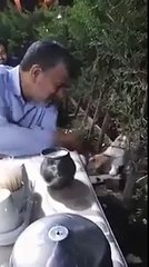 Cat Politely Ask For Food