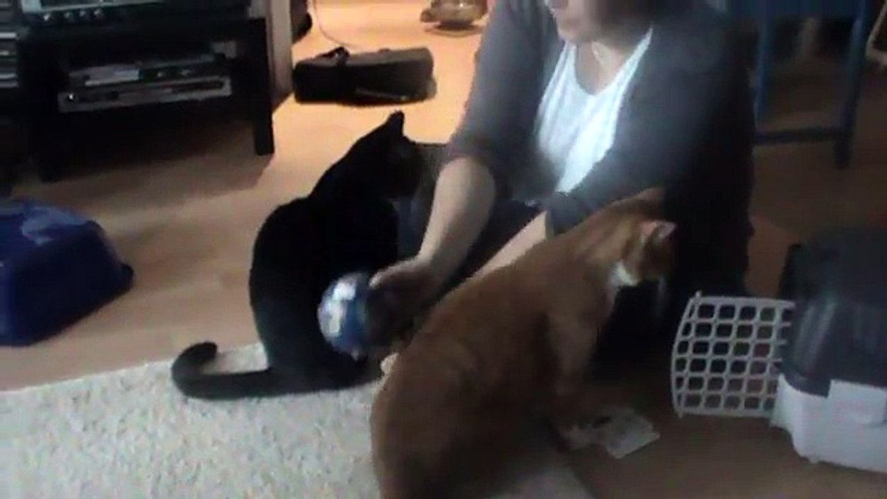 Clickertraining: Katzenclickern mit Mogli und Baghira