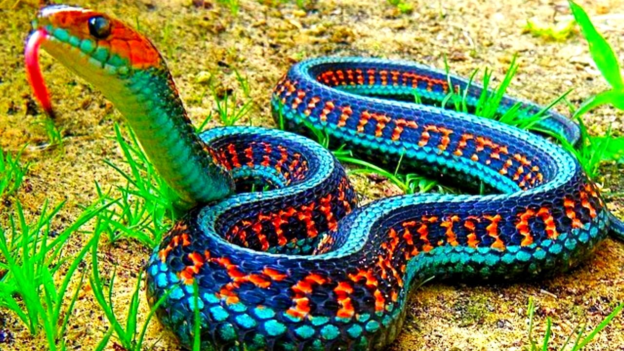 SNAKES - THE FIRST PART