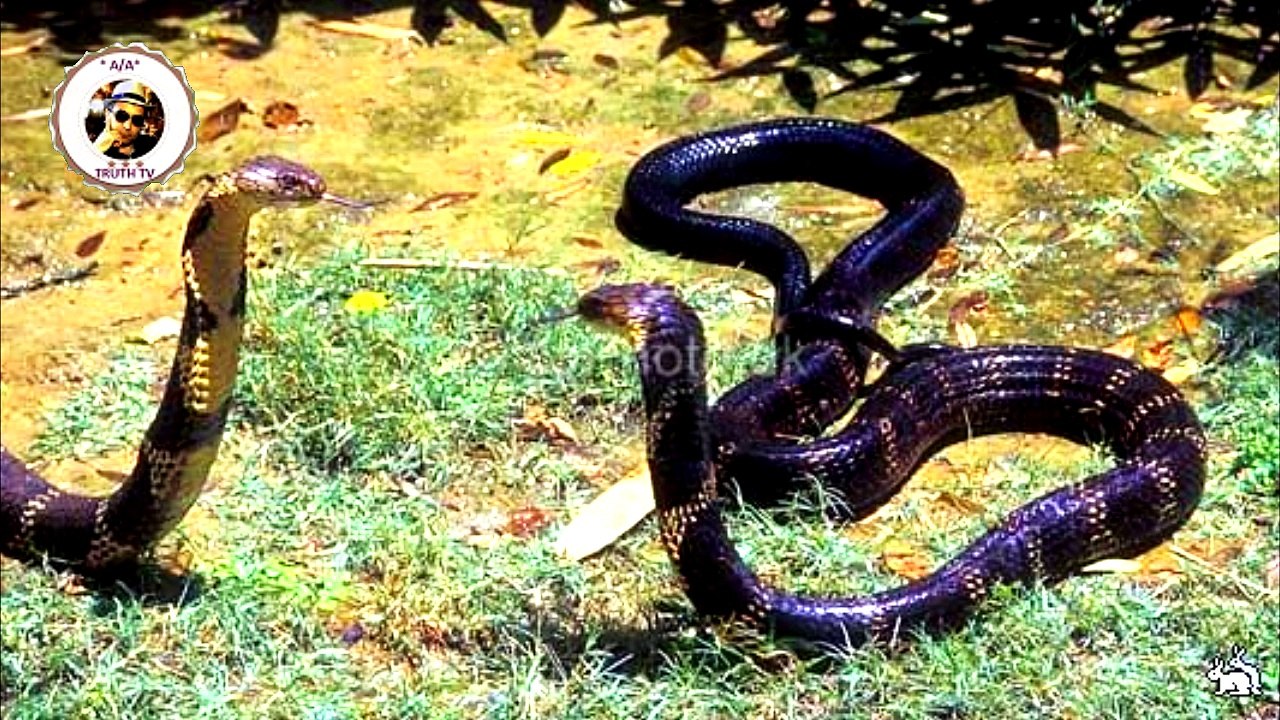 SNAKES FROM AROUND THE WORLD