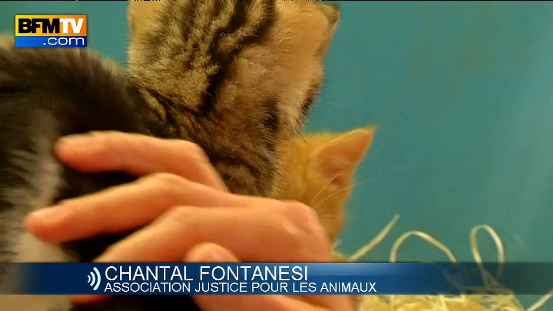 Chat Brule Vif 2 Ans Ferme Pour Le Tortionnaire Une Association Salue Une Prise De Conscience Video Dailymotion