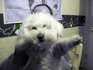 Bichon Frise, Snow being grumpy