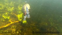 Pike attacks underwater. Fishing without hooks.