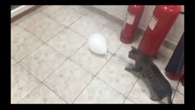 CAT VS balloon