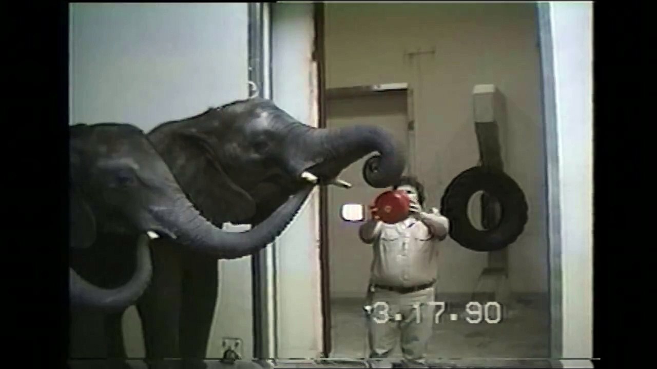 Phonics Song | Letter Sounds | Alphabet Song | Phonics Songs | Educational Songs | Jack Ha