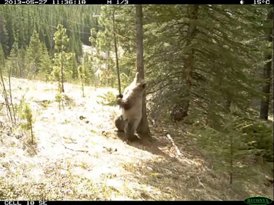 Любимое дерево. Смешные медведи чешутся об дерево в лесу
