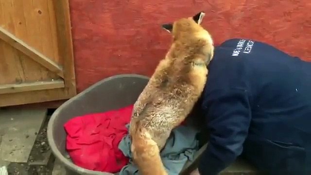 Любовь лисы. Забавная лиса ластится к человеку