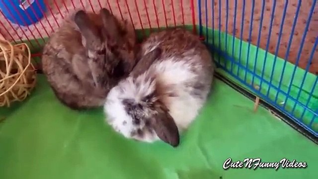 Милые пушистики. Очаровательные домашние кролики