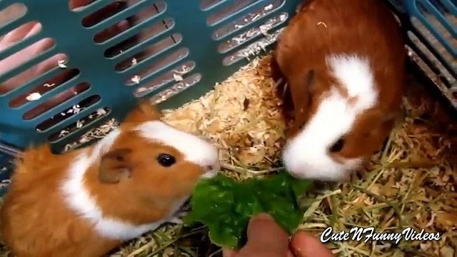 Морские грызуны. Смешные морские свинки