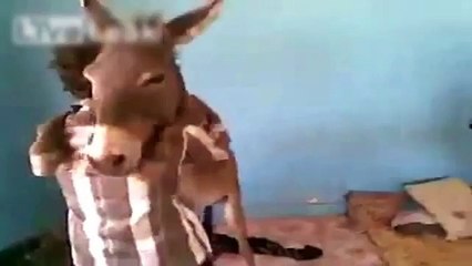 Ослик расслабляется. Смешной осёл танцует с хозяином