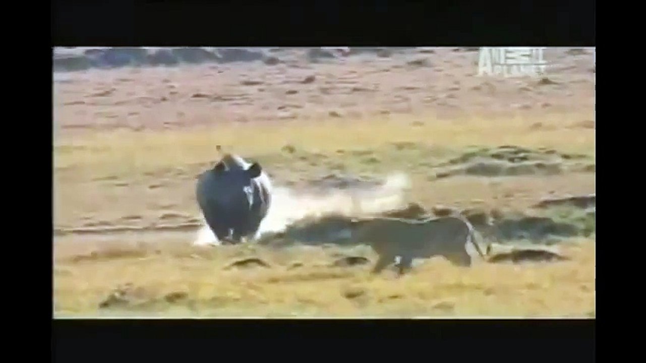 НОСОРОГ РАЗОГНАЛ ВСЕХ ЛЬВОВ