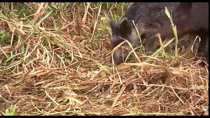 ПИТОН ПРОТИВ ДИКОГО КАБАНА