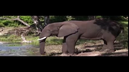 СЛОН ПРОТИВ СЛОНА