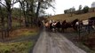 Beautiful video shows 110 rescued Horses running to Pasture