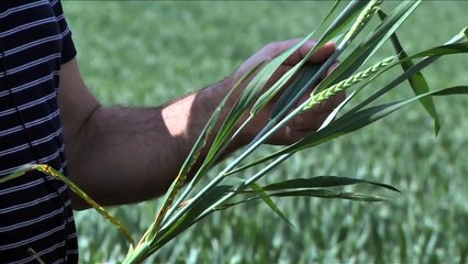 Semer moins pour produire mieux