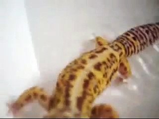 Simple and useful tip on how to save your leopard gecko from impaction
