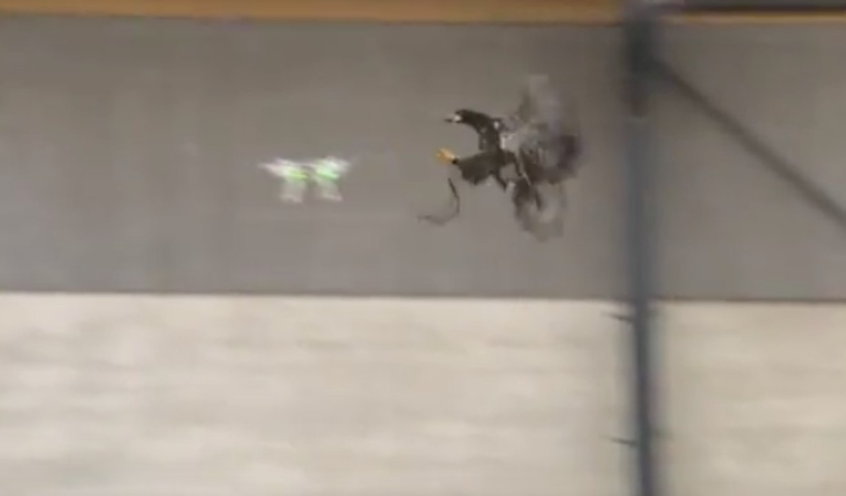 Des aigles policiers pour capturer des drones