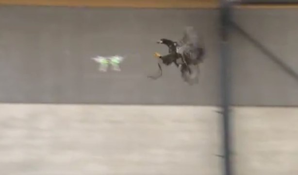 Des aigles policiers pour capturer des drones