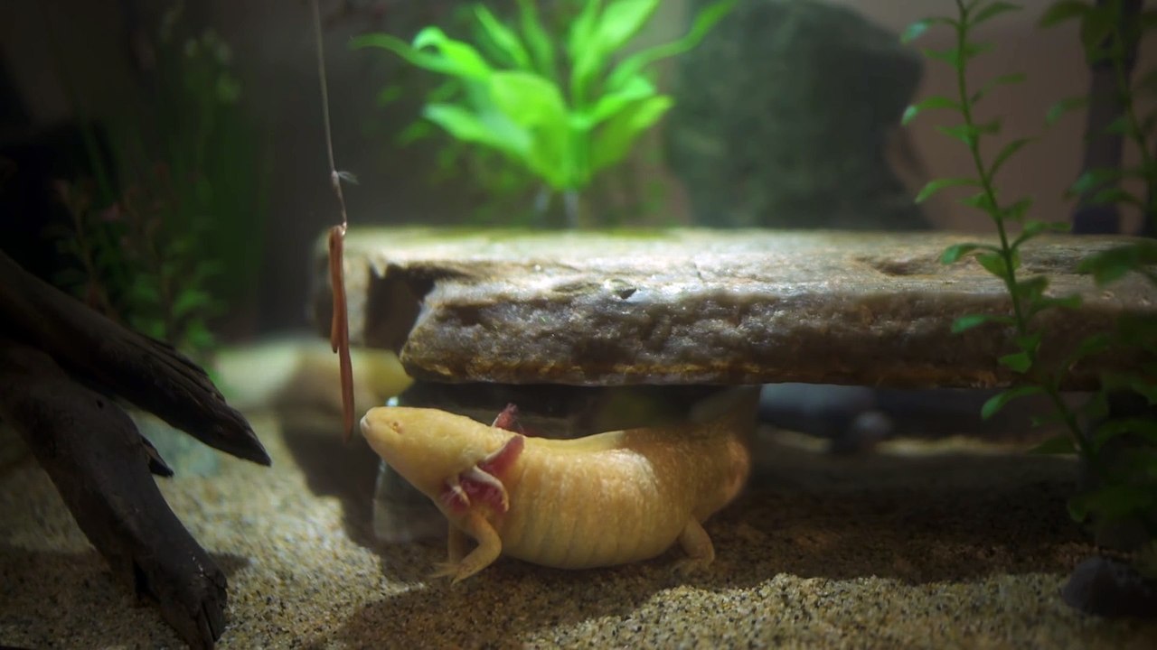 Comment survivre dans la nature sauvage - Tuto simples mais utiles