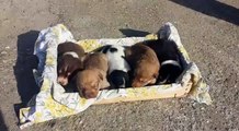 5 Cuccioli in adozione