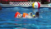 Dog Swimming Pool - Animals swimming compilation