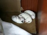 Two Week Old Puppies - Zuchon - (Bichon Frise / Shih Tzu / Lhasa Apso Hybrids)