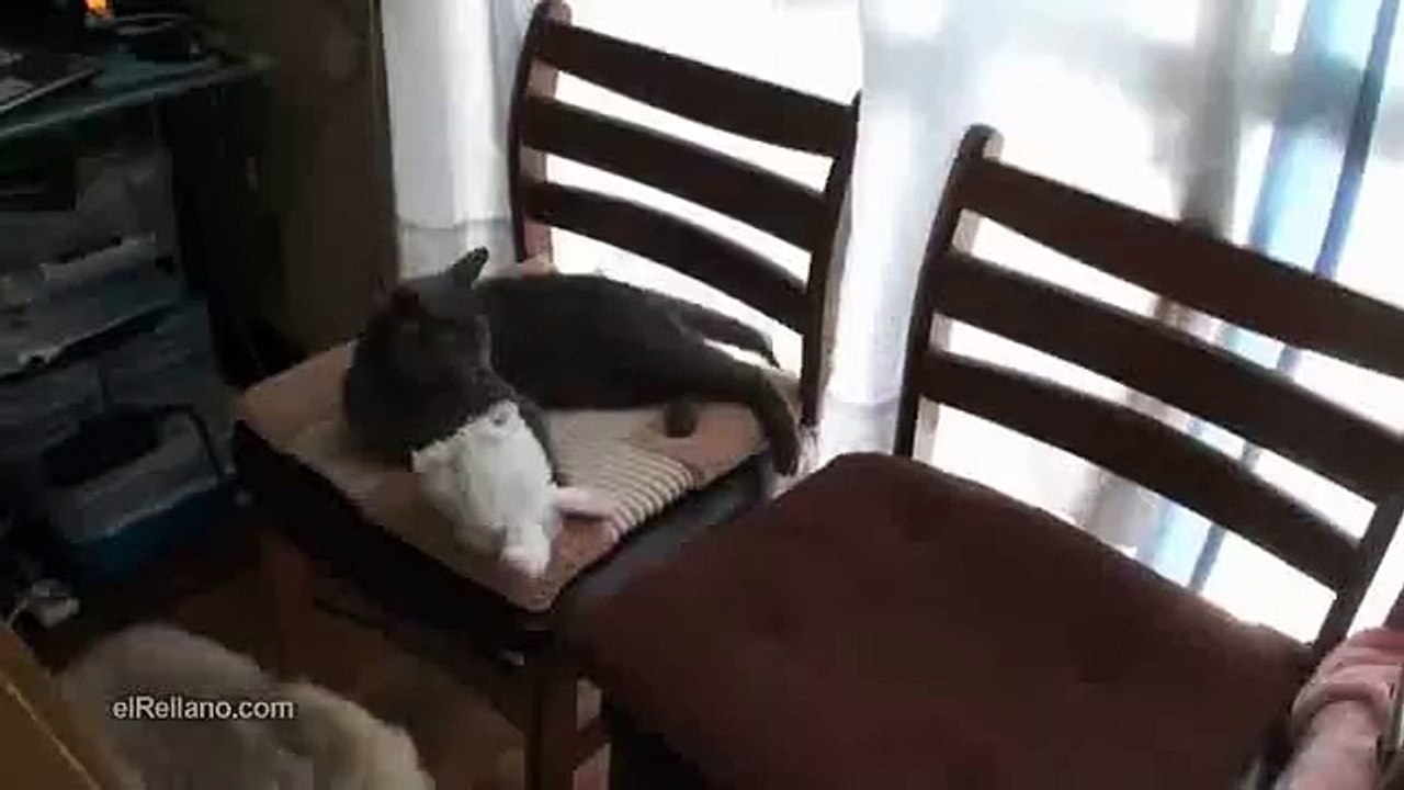 Un chat qui adore se déguiser tout seul... Magique!