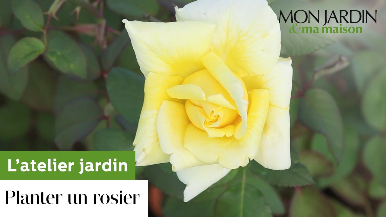 Comment planter un rosier ?