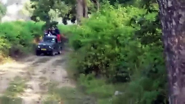 ТИГР ДУШИТ ВЗРОСЛОГО КАБАНА