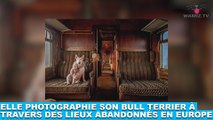 Elle photographie son Bull Terrier à travers des lieux abandonnés en Europe ! Tout de suite dans la minute chien #117