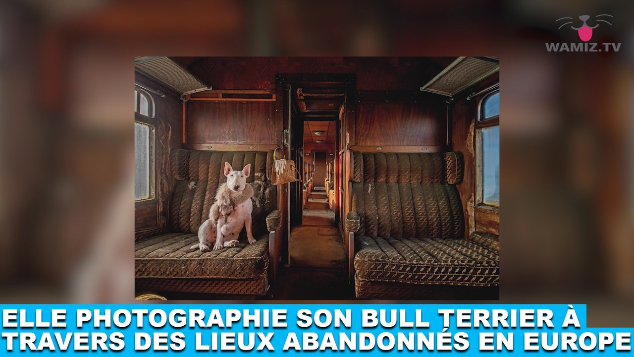 Elle photographie son Bull Terrier à travers des lieux abandonnés en Europe ! Tout de suite dans la minute chien #117
