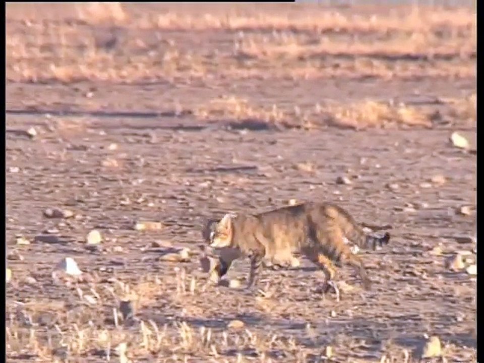 Eagle Attacks Wild Cat
