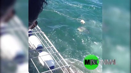 Great White Shark Attacks Diver, Near-Death Experience