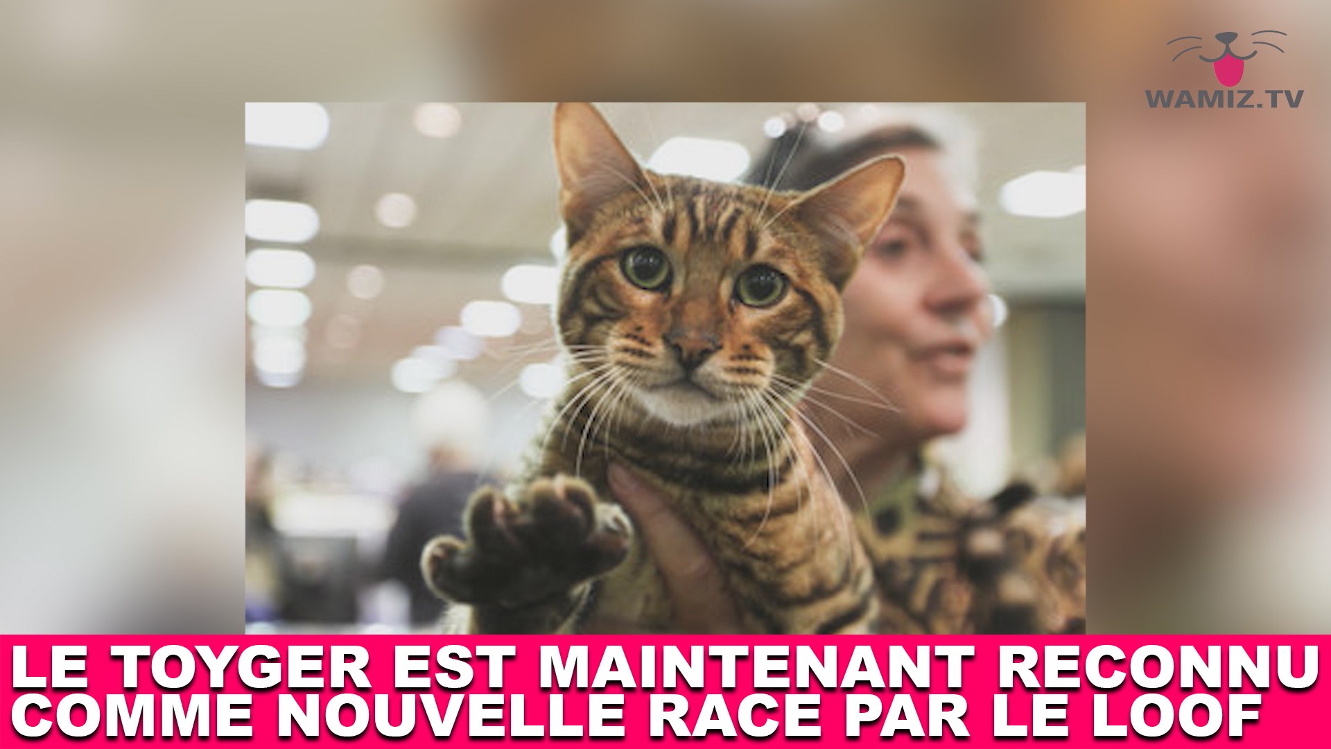 Le Toyger Est Maintenant Reconnu Comme Nouvelle Race Par Le Loof Plus D Infos Dans La Minute Chat 117 Video Dailymotion
