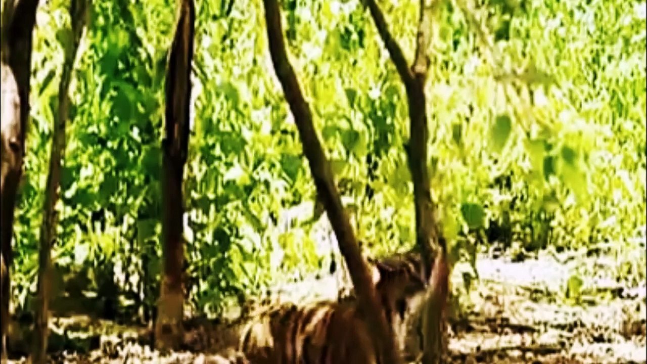 Monkey Attacks Tiger Cubs - Monkey Gets The Last Laugh