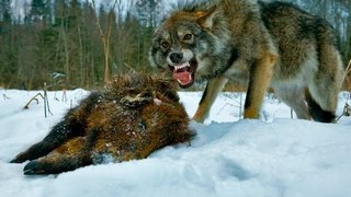 Волк атакует собаку средь бела дня НЕВЕРОЯТНО (Wolf attacks dog in broad daylight)