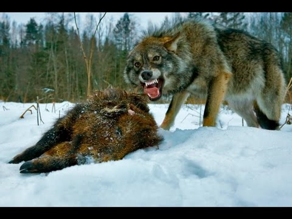 Волк атакует собаку средь бела дня НЕВЕРОЯТНО (Wolf attacks dog in broad daylight)