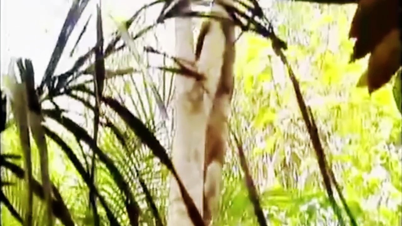 Sloth Hangs On As Puma Attacks