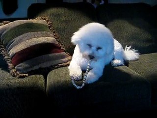 Our Bichon frise on Christmas Eve 2009