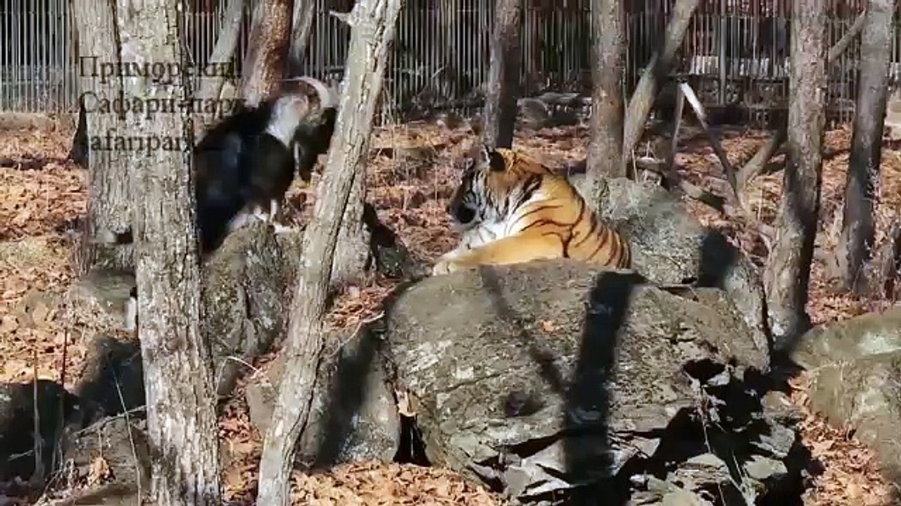 Amour et Timour, la fin d'une belle amitié