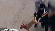 Pit bull attacks his owners- watch police REACTION!!!!