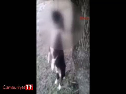 Kan donduran vahşet: İki köpeği ağaca asarak katlettiler