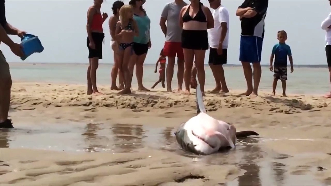 Great White Shark Stranded on Beach (Amazing Rescue)