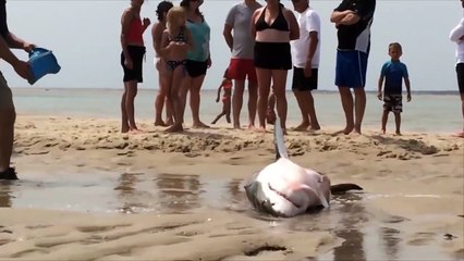 Great White Shark Stranded on Beach (Amazing Rescue)