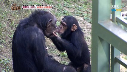 『O1O➜59O6➜1O5O』 (성남출장안마) ♋女대생…❤ 모란시장? 전화주시면‘노콘노팬티로방문합니다! 365성남출장마사지