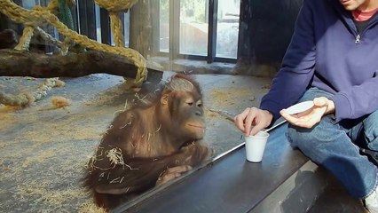 Monkey Sees A Magic Trick